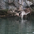 Zoos Wuppertal, Dortmund y Gelsenkirchen 01-10-09 703