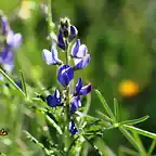 florecillas moradas, marca