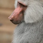 Zoo Madrid agosto 2010 600