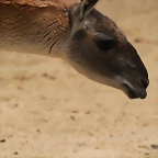 Zoo Madrid agosto 2010 978