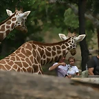 Zoo Madrid agosto 2010 1021