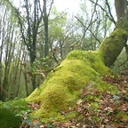 DSCN4171