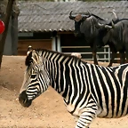 Zoo de Barcelona 20-01-2011 169