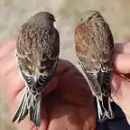 Pardillos vista  de los dorsos el mas marron macho el mas oscuro hembra