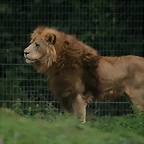 Le Parc des Felins agost 2010 950