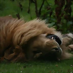 Le Parc des Felins agost 2010 967