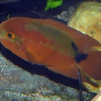 Hypselecara temporalis (12-10-16 Acuario Fluvial de Zaragoza)