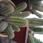SAM_1363