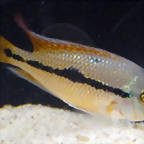 Hypsophrys nicaraguensis (5-8-17 Zoo Zajac)