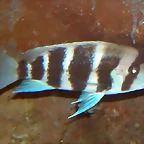 Cyphotilapia frontosa 1