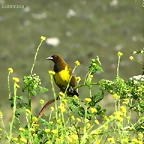 pecho amarillo