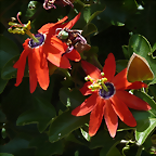 Passiflora manicata 1 (6-10-23 Bioparque Amaru, det yo)