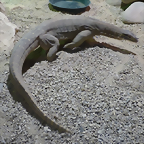Varanus panoptes 1 (26-9-18 Pairi Daiza)