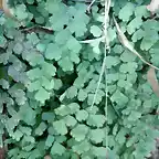 Adiantum capillus-veneris 2