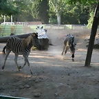 Zoo de Barcelona 423_bis