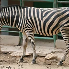 Zoo de Barcelona 426
