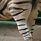 Zoo de Barcelona 423