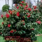 Camellia japonica \'Camellia japonica \'Arajishi\' Castelo de Soutomaior