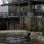 Zoo de Barcelona 28-01-11 173
