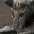 Zoo de Barcelona 28-01-11 113