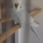 Diluido viudo (2)