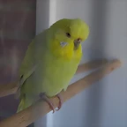 Fermina