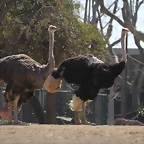 Zoo de Barcelona 10-03-12 041