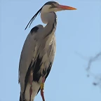 Zoo de Barcelona 10-03-12 440