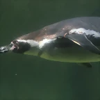 Zoo de Barcelona 10-03-12 463