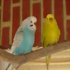 ngel y diluida (1)