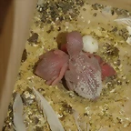 Pollos Fermina II