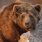 Zoo de Barcelona 10-03-12 414