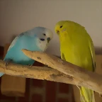 ngel y diluida (2)