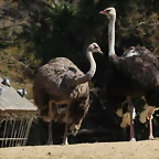 Zoo de Barcelona 10-03-12 082