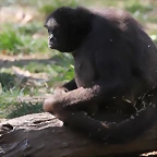Zoo de Barcelona 10-03-12 221