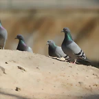 Zoo de Barcelona 10-03-12 380