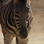 Zoo de Barcelona 10-03-12 048