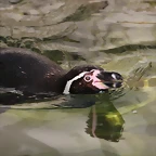 Zoo de Barcelona 10-03-12 423