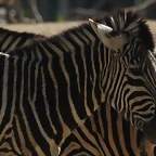 Zoo de Barcelona 10-03-12 056