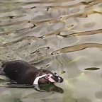 Zoo de Barcelona 10-03-12 438