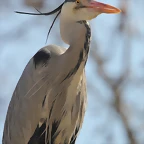 Zoo de Barcelona 10-03-12 445