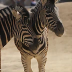 Zoo de Barcelona 10-03-12 052