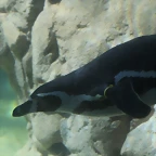 Zoo de Barcelona 10-03-12 462