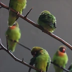 Zoo de Barcelona 10-03-12 209