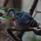 Zoo de Barcelona 10-03-12 145