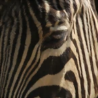 Zoo de Barcelona 10-03-12 071