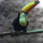 Zoo de Barcelona 10-03-12 174