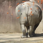 Zoo de Barcelona 10-03-12 359