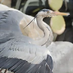 Zoo de Barcelona 10-03-12 420