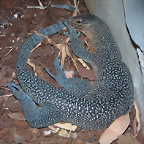 Varanus caerulivirens (6-8-17 Zoo K?ln)
